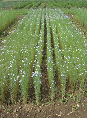Fibre Flax photo